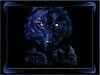 wolf trader