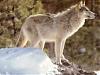 greywolf790